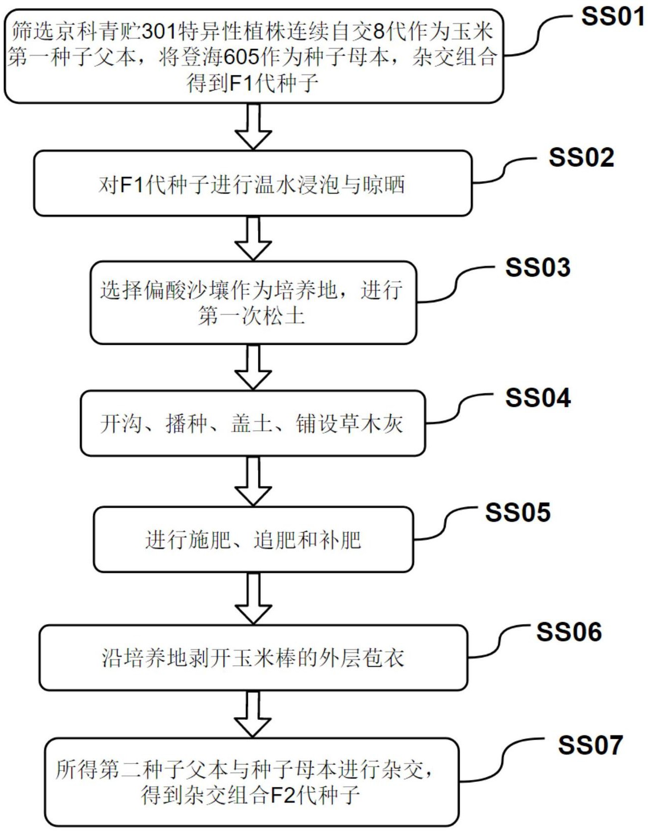 玉米杂交育种过程图片