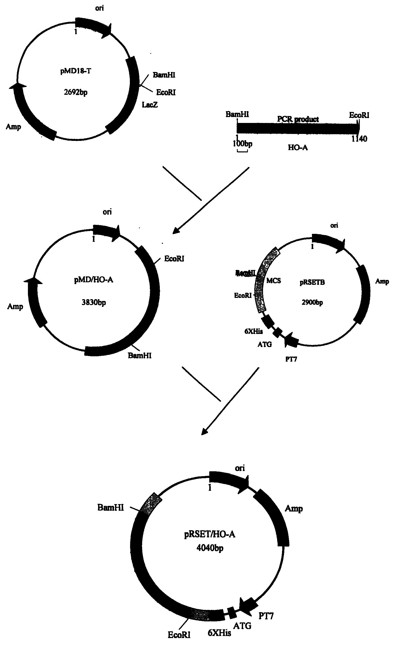 bl21(de3)plyss - 专利查询 - 爱企查