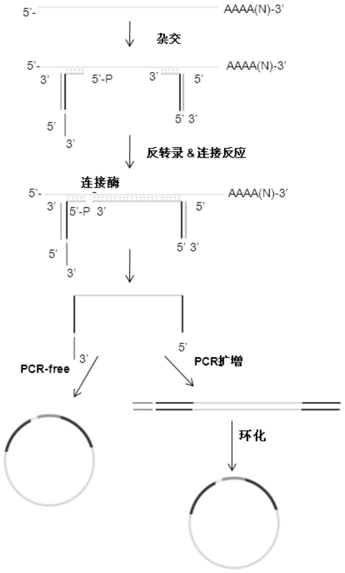 桥式pcr扩增 - 专利查询 - 爱企查
